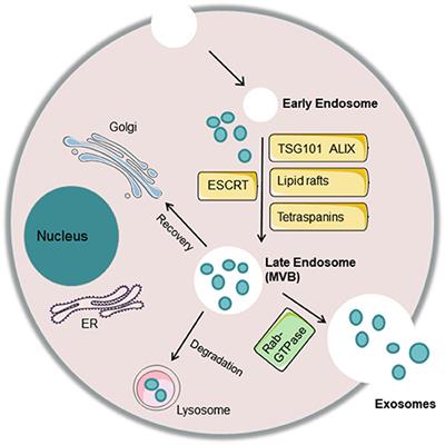 Roles of Macrophages and Exosomes in Liver Diseases